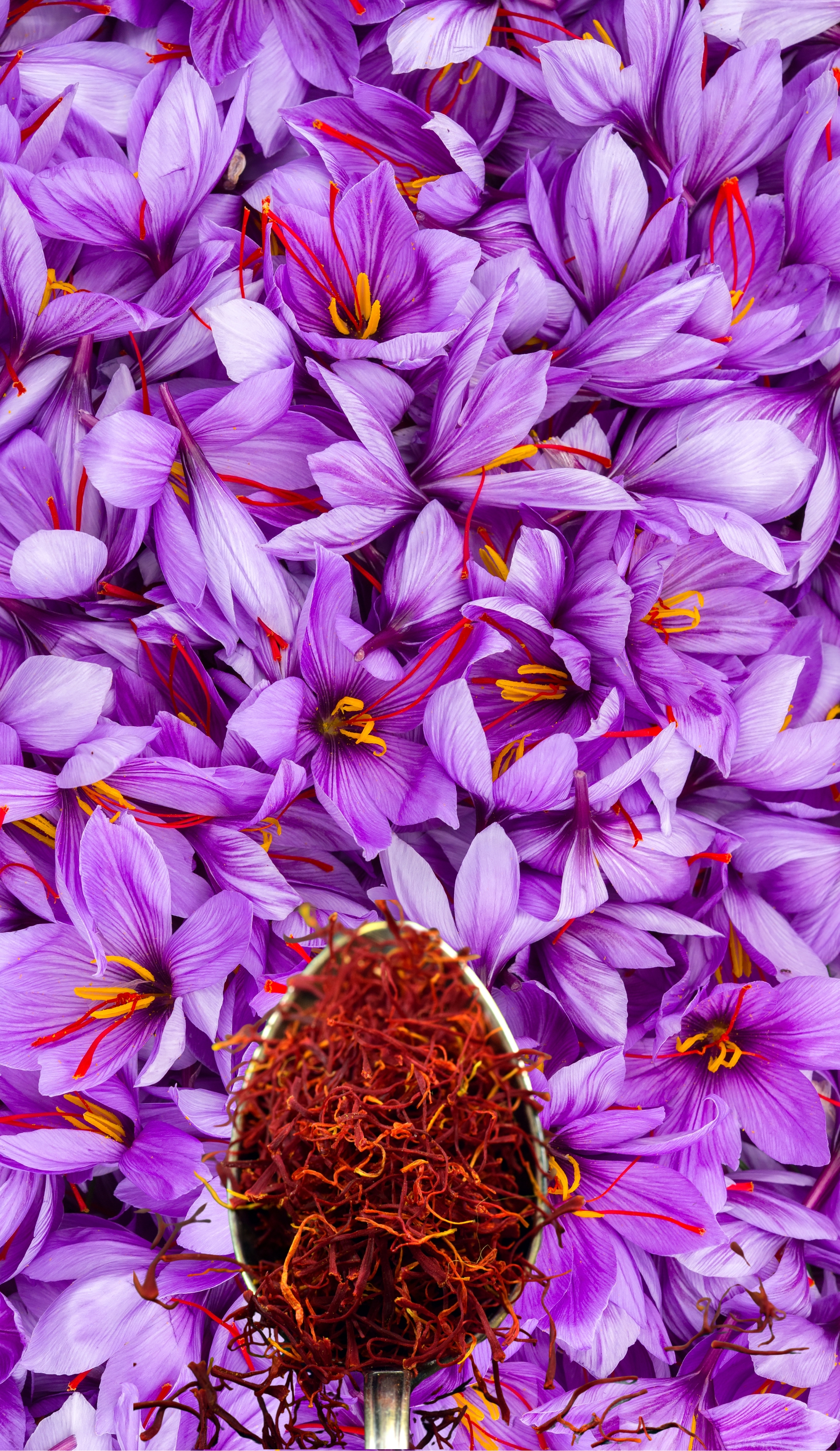 Saffron