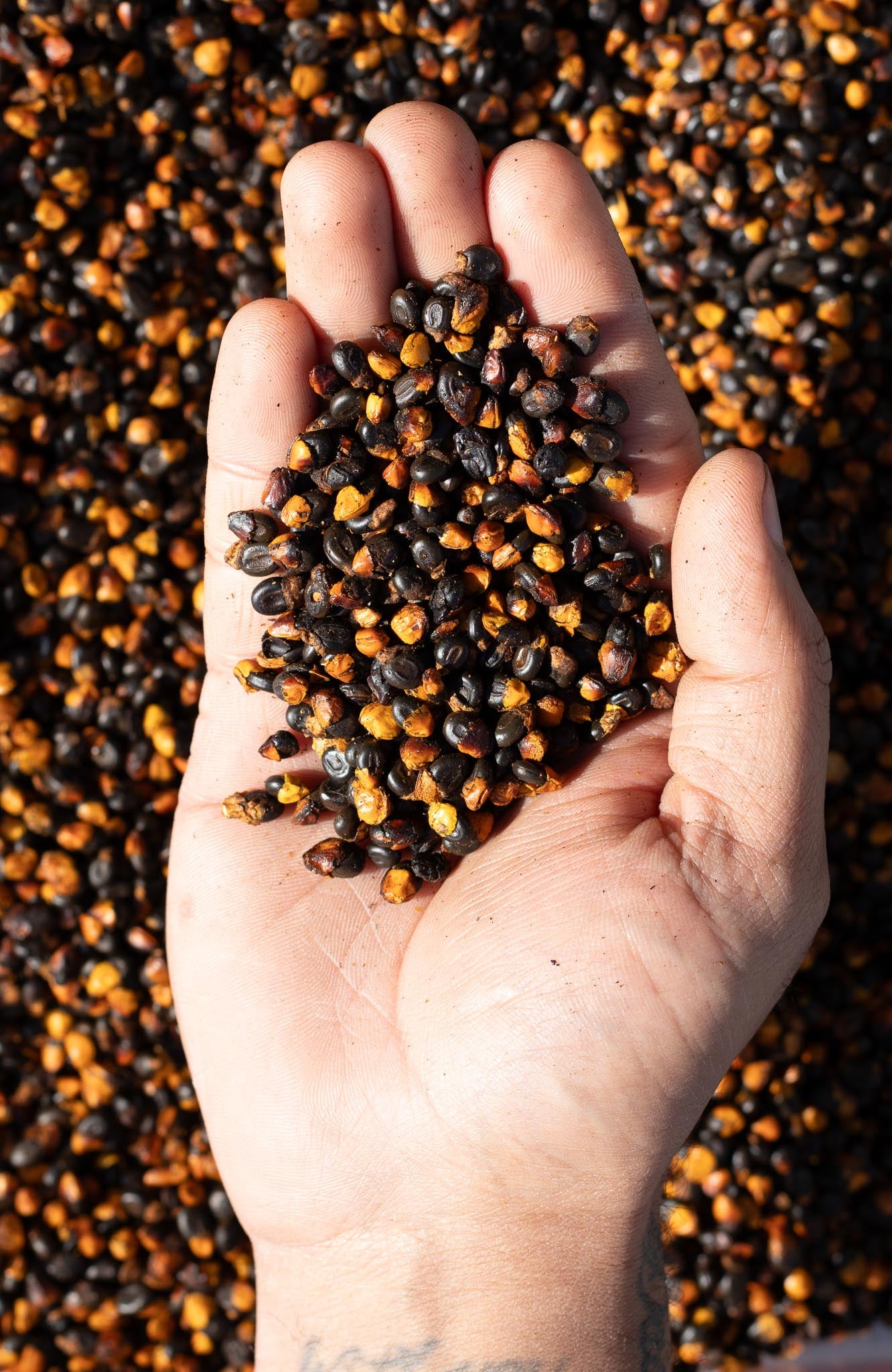 Roasted Australian Wattleseed